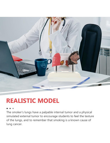 Modelo de Pulmón Hemoton 1:1 Saludable y Fumador PVC