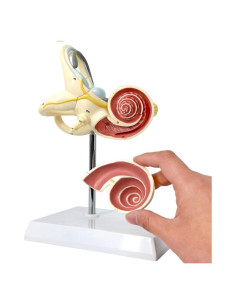 Modelo Anatómico de Oído Interno EVOTECH 8X PVC 15cm