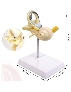 Modelo Anatómico de Oído Interno EVOTECH 8X PVC 15cm 2