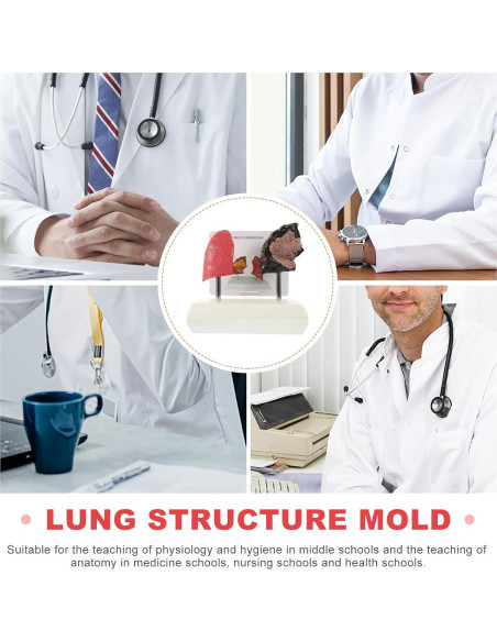 Modelo de Pulmón Hemoton 1:1 Saludable y Fumador PVC