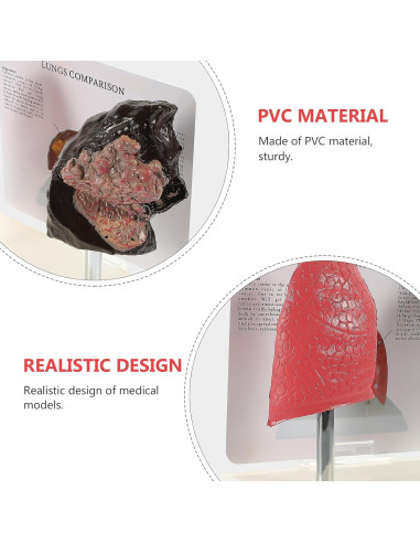 Modelo de Pulmón Hemoton 1:1 Saludable y Fumador PVC