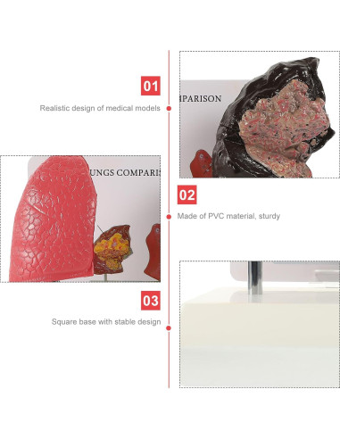 Modelo de Pulmón Hemoton 1:1 Saludable y Fumador PVC
