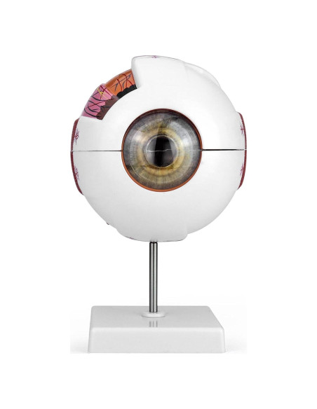 Modelo de Anatomía del Ojo Humano 6X QWORK con Soporte Modelo de Anatomía del Ojo Humano 6X QWORK con Soporte