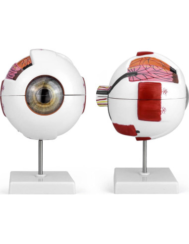 Modelo de Anatomía del Ojo Humano 6X QWORK con Soporte