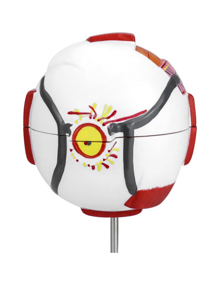 Modelo de Anatomía del Ojo Humano 6X QWORK con Soporte Modelo de Anatomía del Ojo Humano 6X QWORK con Soporte