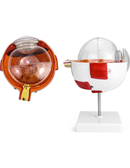 Modelo de Anatomía del Ojo Humano 6X QWORK con Soporte Modelo de Anatomía del Ojo Humano 6X QWORK con Soporte