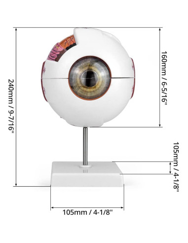 Modelo de Anatomía del Ojo Humano 6X QWORK con Soporte