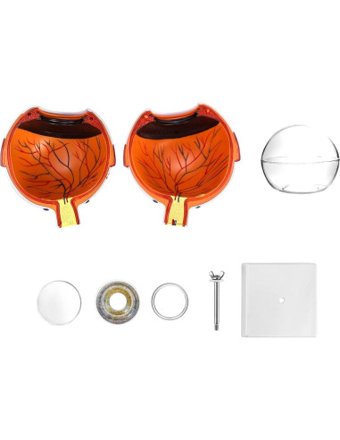 Modelo de Anatomía del Ojo Humano 6X QWORK con Soporte