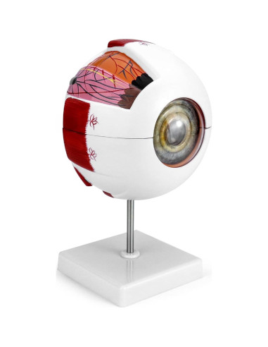 Modelo de Anatomía del Ojo Humano 6X QWORK con Soporte