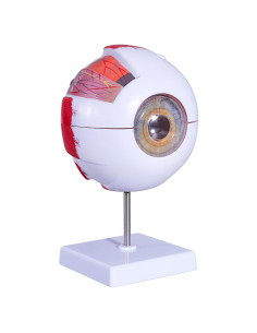 Modelo Anatómico del Ojo Humano Ampliado 6 Veces - Faruijie