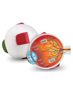 Modelo de Ojo Humano en Sección Transversal Learning Resources 12.7 cm