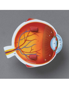 Modelo de Ojo Humano en Sección Transversal Learning Resources 12.7 cm 2