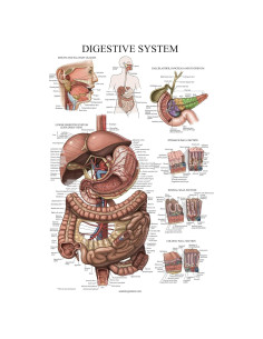Cartel Anatómico del Sistema Digestivo Palace Learning 68.6x45.7cm