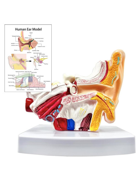Modelo de Anatomía del Oído Humano 1.5x PVC Educativo