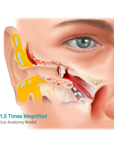 Modelo de Oído Humano 1.5x Ampliado LVCHEN - Anatomía Detallada 2