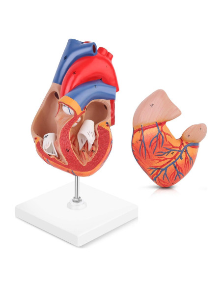 Modelo de Corazón Humano Yovvin 1:1 con 48 Estructuras Modelo de Corazón Humano Yovvin 1:1 con 48 Estructuras