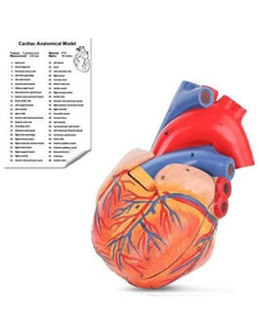 Modelo de Corazón Humano Yovvin 1:1 con 48 Estructuras 2