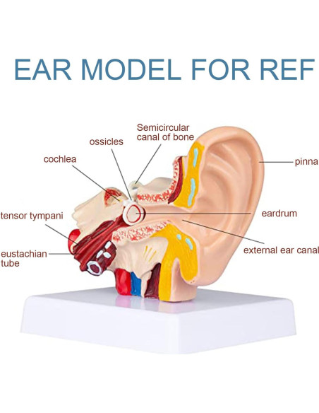 Modelo de Anatomía del Oído Humano 1.5x PVC Educativo