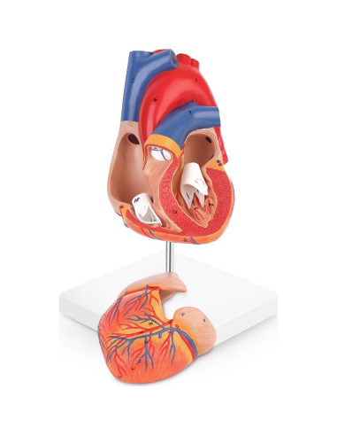 Modelo de Corazón Humano Yovvin 1:1 con 48 Estructuras