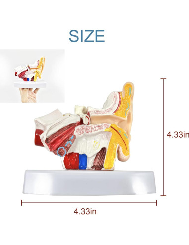 Modelo de Anatomía del Oído Humano 1.5x PVC Educativo