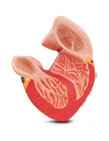 Modelo de Corazón Humano Yovvin 1:1 con 48 Estructuras