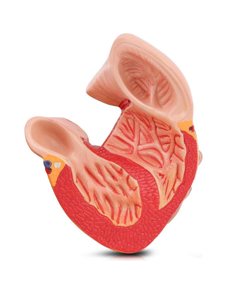 Modelo de Corazón Humano Yovvin 1:1 con 48 Estructuras Modelo de Corazón Humano Yovvin 1:1 con 48 Estructuras