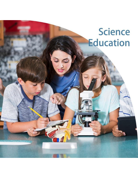 Modelo de Anatomía del Oído Humano 1.5x PVC Educativo