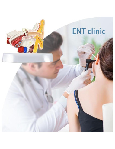 Modelo de Anatomía del Oído Humano 1.5x PVC Educativo