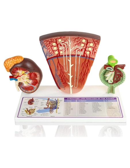 Modelo Anatómico de Riñón Humano 3 Piezas Evotech Scientific