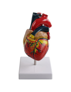 Modelo de Corazón Anatómico Vocadok - 34 Estructuras, PVC Duradero
