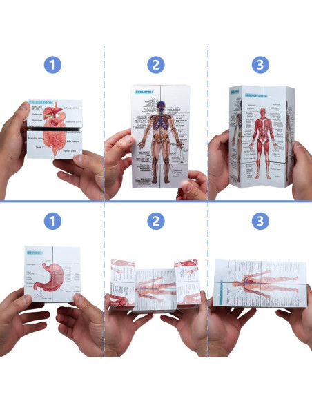Modelo Anatómico Corazón Humano Aliwovo 9.96 cm Detallado Modelo Anatómico Corazón Humano Aliwovo 9.96 cm Detallado