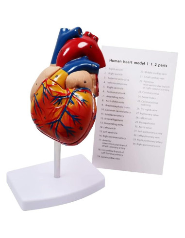 Modelo Anatómico Corazón Humano Aliwovo 9.96 cm Detallado