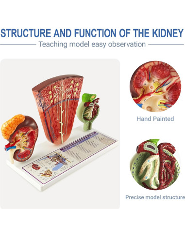 Modelo Anatómico de Riñón Humano 3 Piezas Evotech Scientific