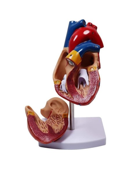 Modelo Anatómico Corazón Humano Aliwovo 9.96 cm Detallado Modelo Anatómico Corazón Humano Aliwovo 9.96 cm Detallado