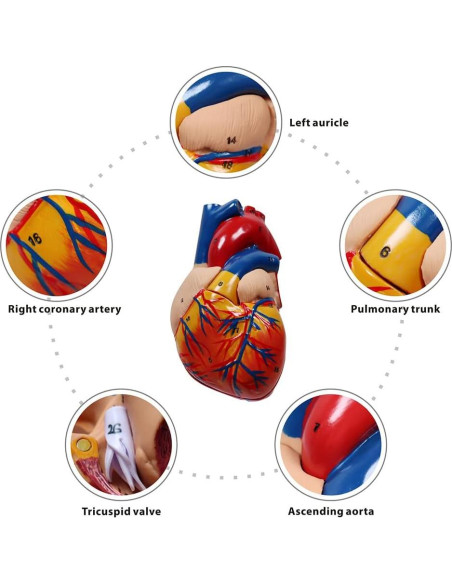 Modelo Anatómico Corazón Humano Aliwovo 9.96 cm Detallado Modelo Anatómico Corazón Humano Aliwovo 9.96 cm Detallado