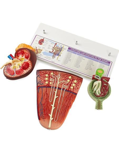 Modelo Anatómico de Riñón Humano 3 Piezas Evotech Scientific
