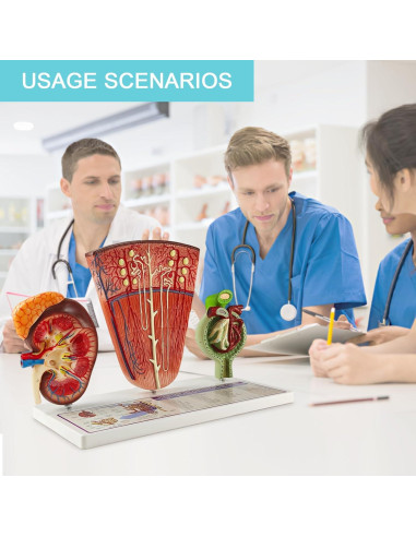 Modelo Anatómico de Riñón Humano 3 Piezas Evotech Scientific