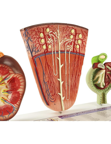 Modelo Anatómico de Riñón Humano 3 Piezas Evotech Scientific