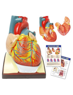 Modelo de Corazón Humano HADWYN 3D a Tamaño Real 11.1cm