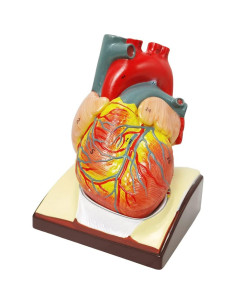 Modelo de Corazón Humano HADWYN 3D a Tamaño Real 11.1cm 2
