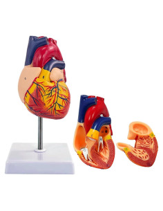 Modelo de Corazón Humano Genérico 1:1 en 2 Partes para Educación