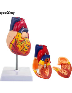 Modelo de Corazón Humano Genérico 1:1 en 2 Partes para Educación 2