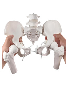 Modelo de Pelvis Femenina Móvil Merinden a Tamaño Real