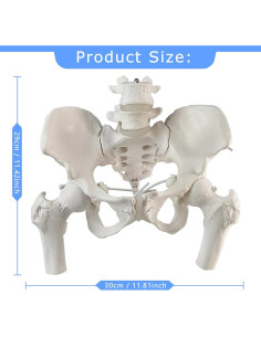 Modelo de Pelvis Femenina Móvil Merinden a Tamaño Real 2