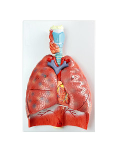 Modelo Anatomía Sistema Respiratorio Humano 7 Piezas Merinden