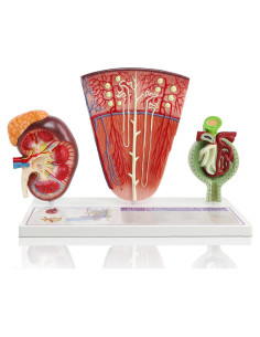 Modelo Anatómico del Riñón Humano 3 Partes Merinden