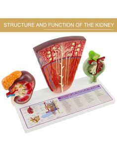 Modelo Anatómico del Riñón Humano 3 Partes Merinden 2
