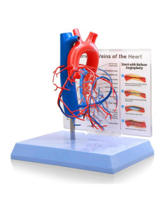 Modelo de Corazón Humano a Tamaño Real HADWYN