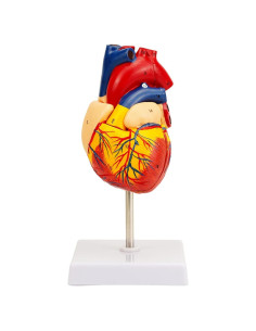 Modelo de Corazón Humano QREBYQ 2-Part Tamaño Real PVC