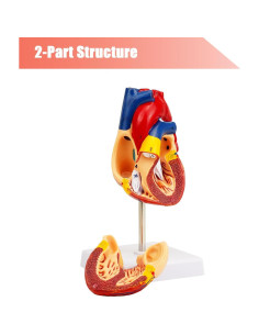 Modelo de Corazón Humano QREBYQ 2-Part Tamaño Real PVC 2